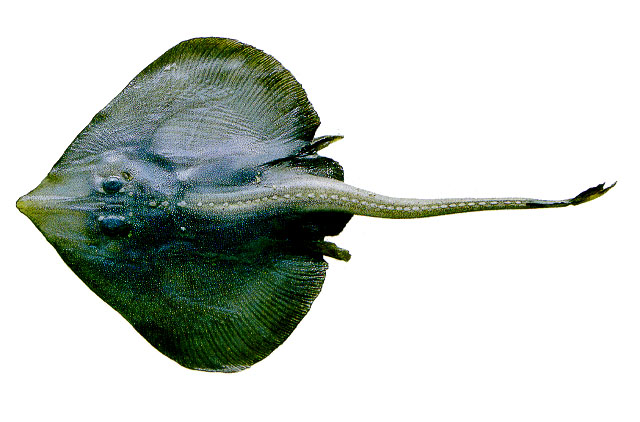 (Rajella Stehmann, 1970) Род Райеллы, Раджеллы, Genus Rajella Stehmann